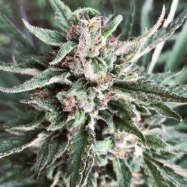 Whole Circle Farms WCF- Suver Haze- Flower (1/2oz / 14gr) CBD 16.3% , THC 0.34%