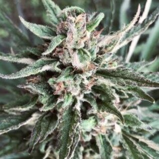 Whole Circle Farms WCF- Suver Haze- Flower (1/2oz / 14gr) CBD 16.3% , THC 0.34%