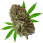 Whole Circle Farms WCF- Stem Cell - Flower - 1/4oz (7g) CBG 15.5%, THC 0.18%