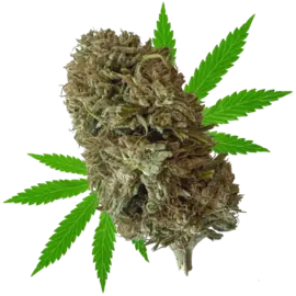 Whole Circle Farms WCF- Stem Cell - Flower - 1/2oz (14g) CBG 15.5%, THC 0.18%