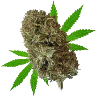 Whole Circle Farms WCF- Stem Cell - Flower - 1/2oz (14g) CBG 15.5%, THC 0.18%