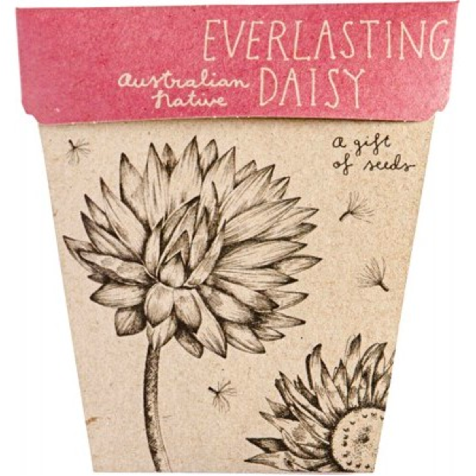 Sow 'n Sow Sow 'N Sow Gift of Seeds Everlasting Daisy