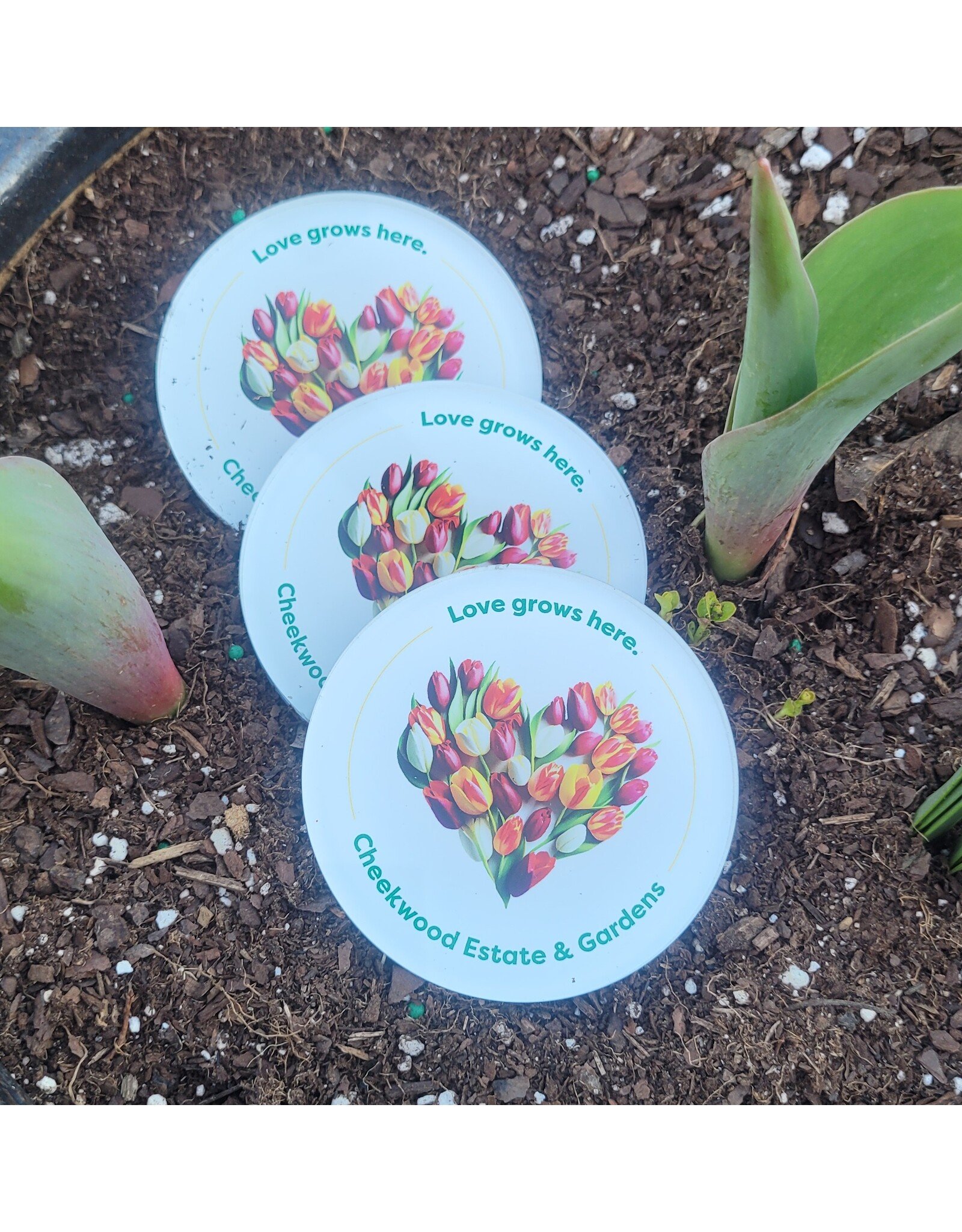 Love Grows Here Magnet