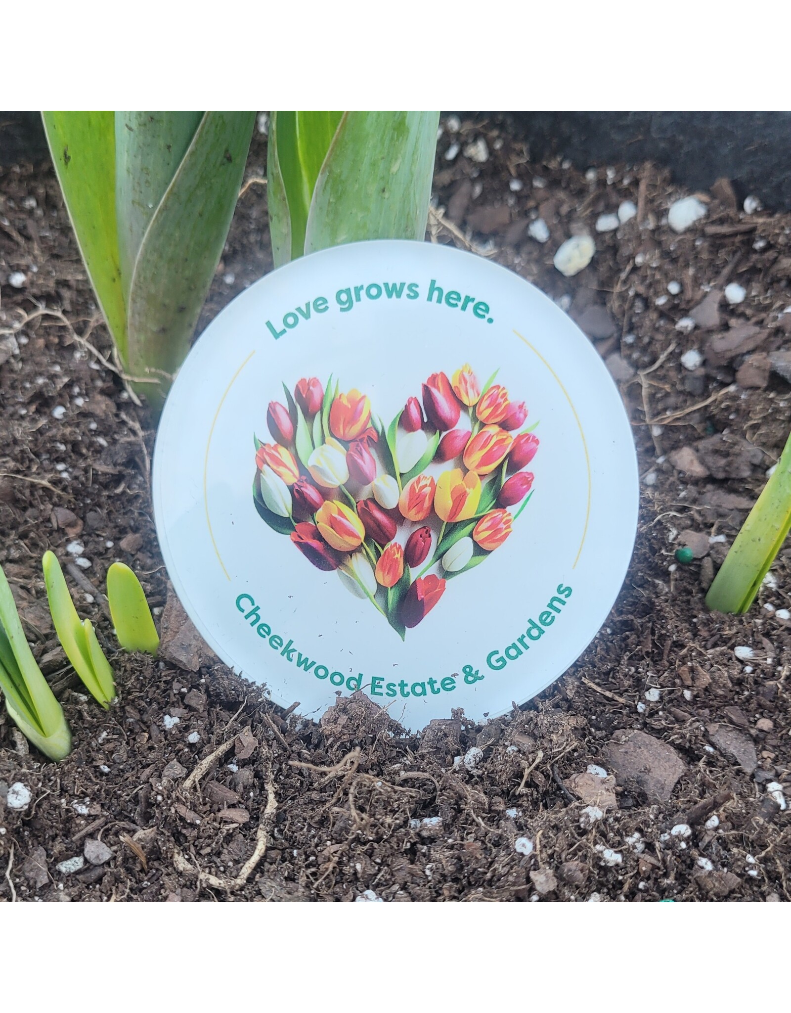 Love Grows Here Magnet