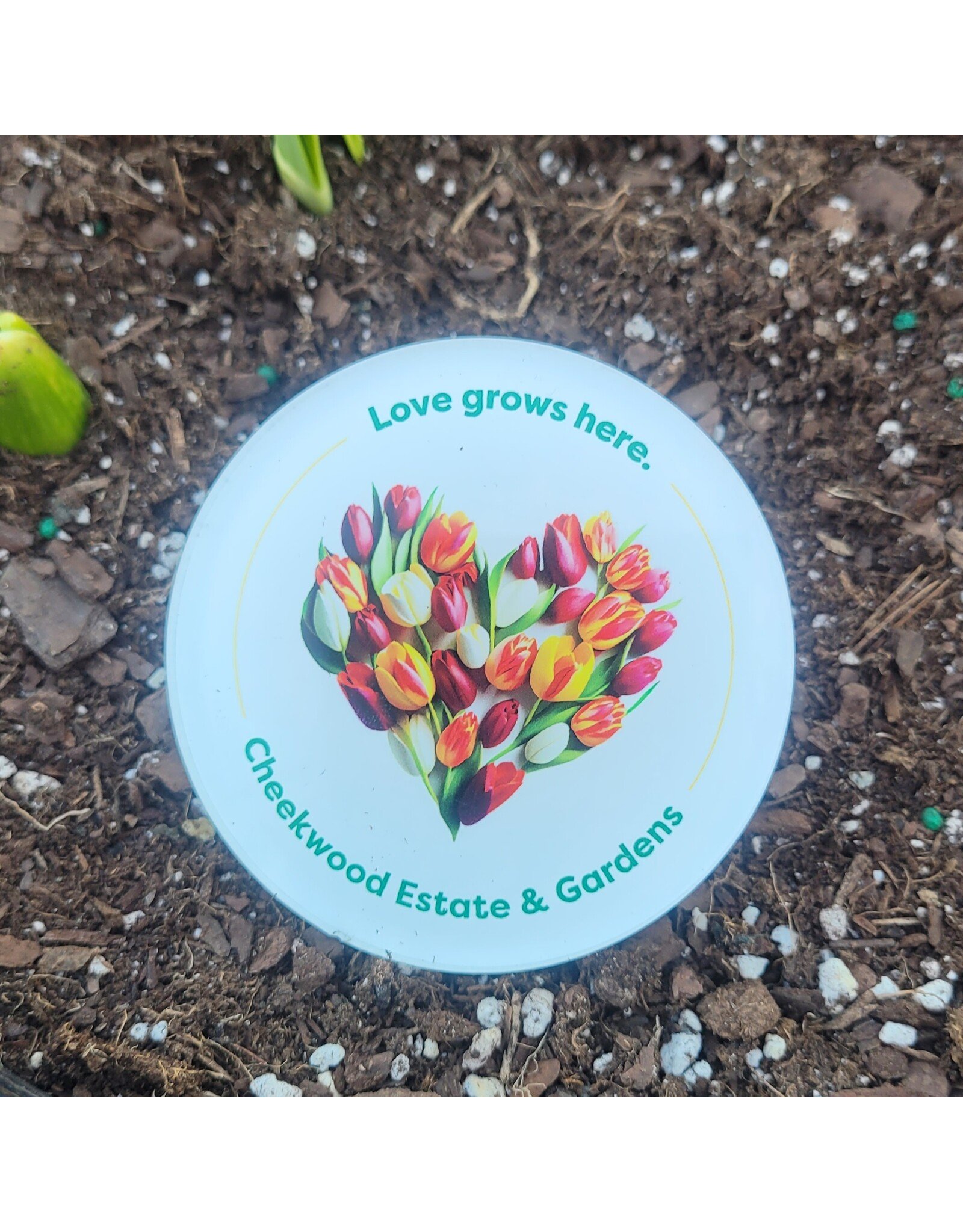 Love Grows Here Magnet