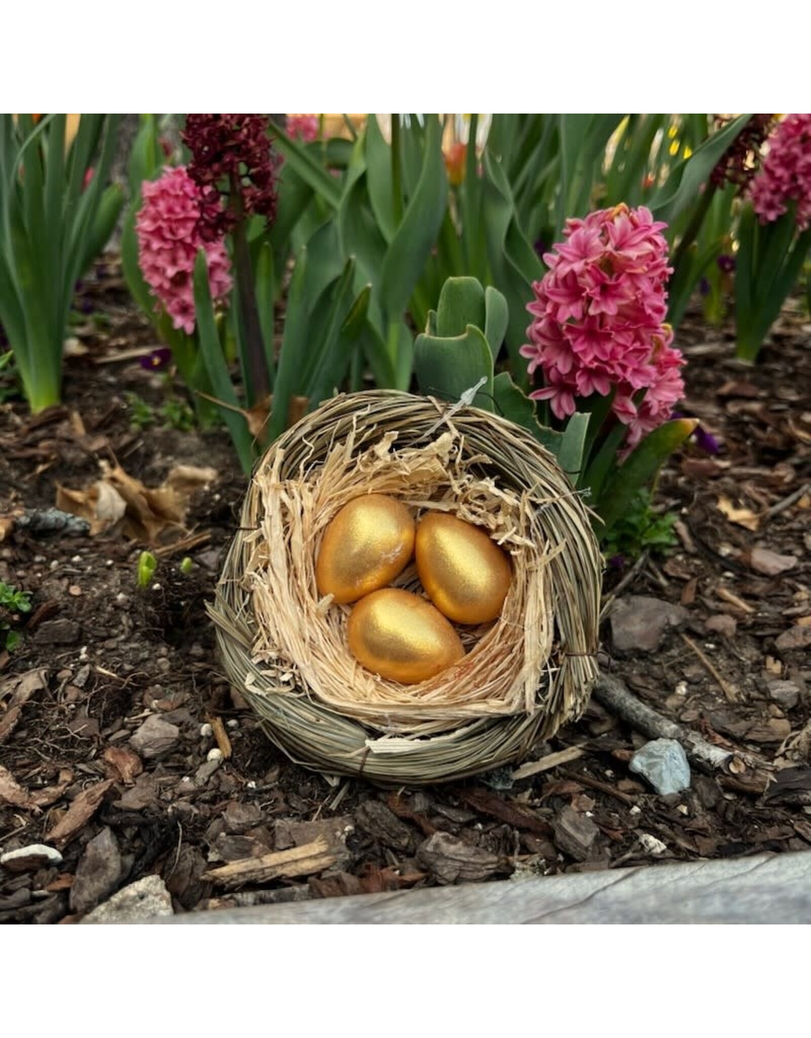 Bird's Nest