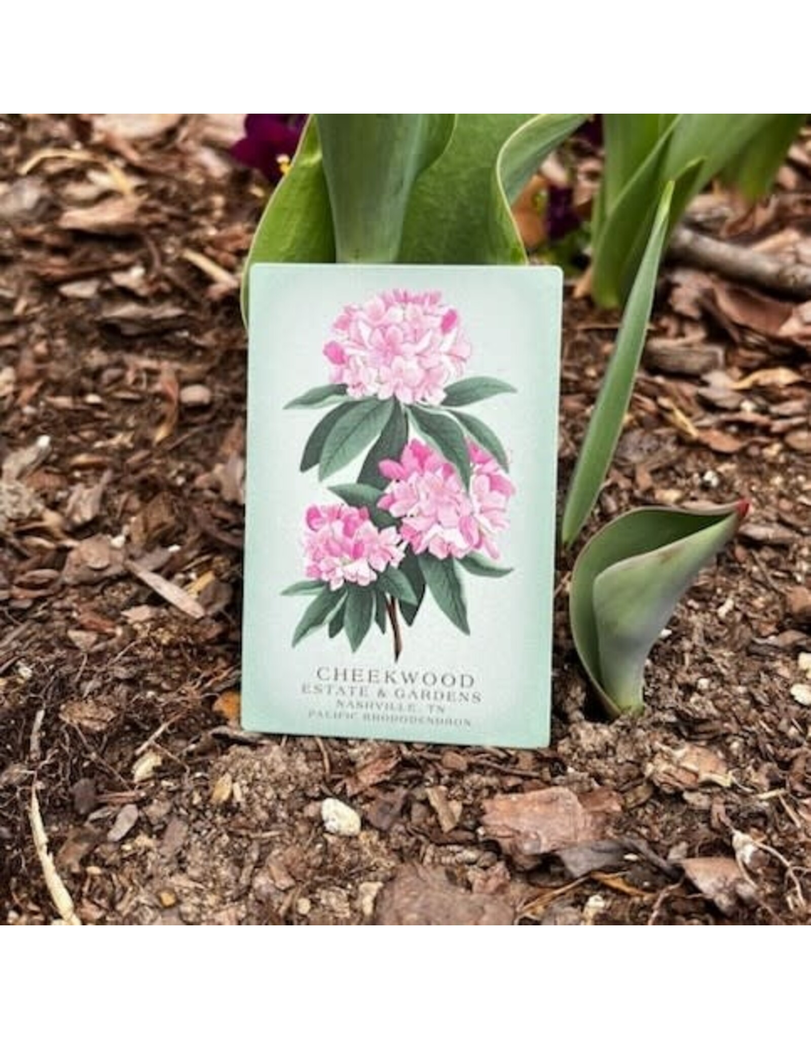 Cheekwood Floral Magnet