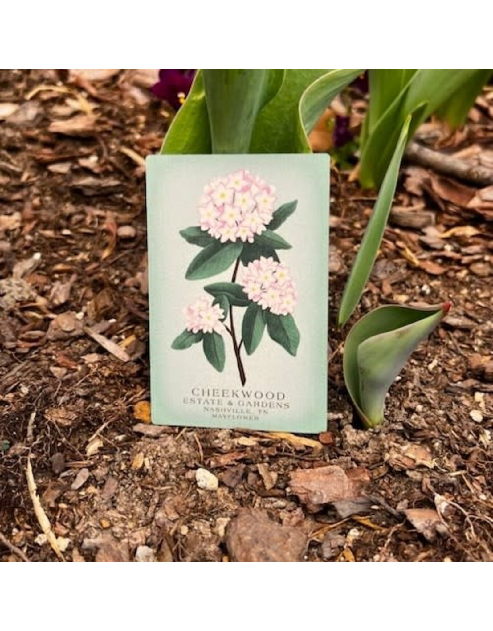 Cheekwood Floral Magnet
