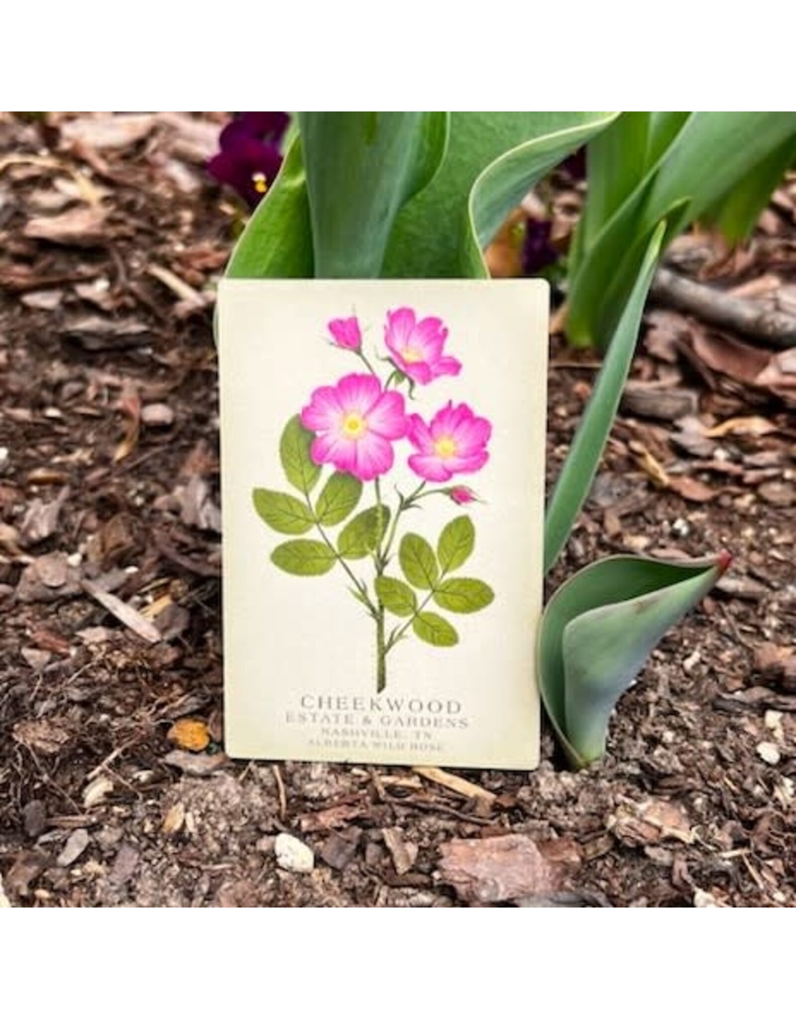 Cheekwood Floral Magnet