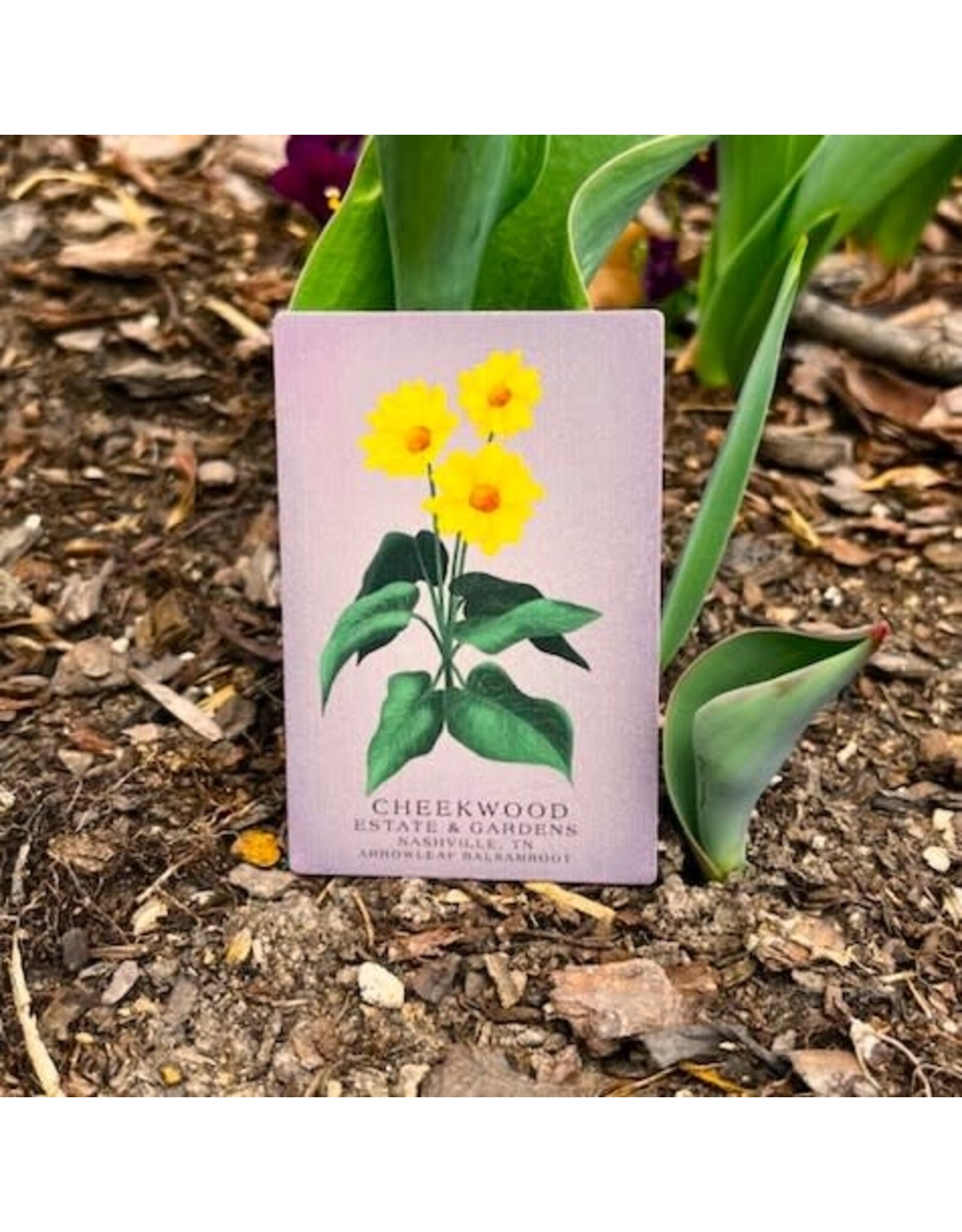 Cheekwood Floral Magnet