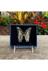 Butterfly Brooch