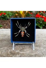 Bug Brooch