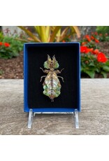 Bug Brooch