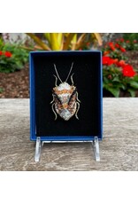 Bug Brooch