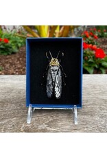 Bug Brooch