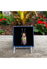 Beetle Brooch