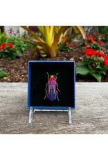 Beetle Brooch