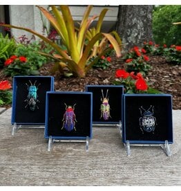 Beetle Brooch