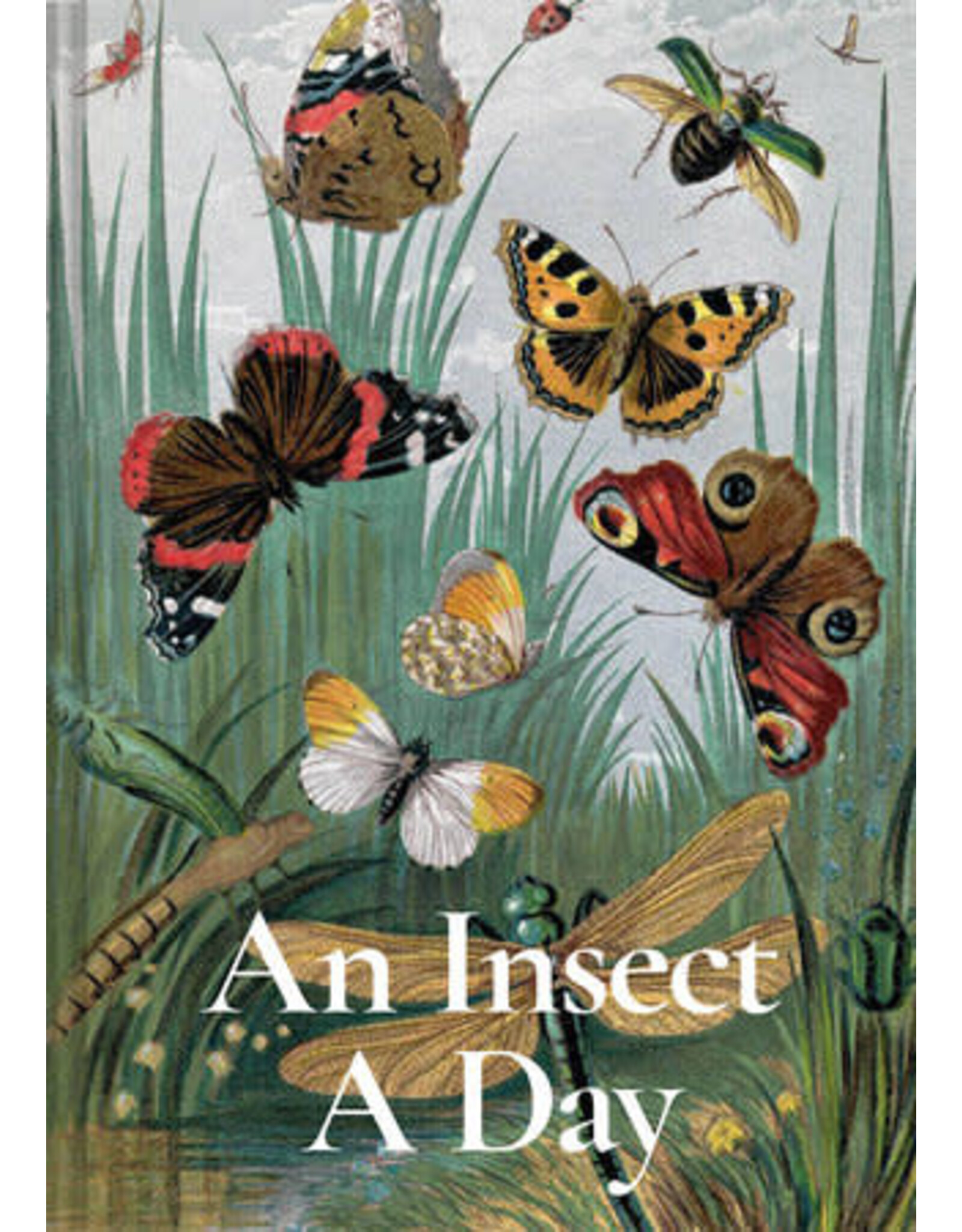 An Insect A Day