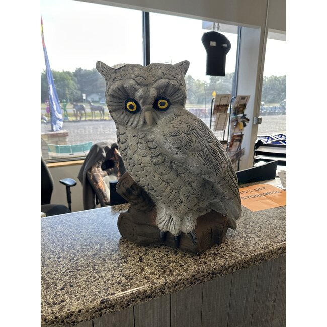 Owl