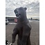 Standing Grizzley