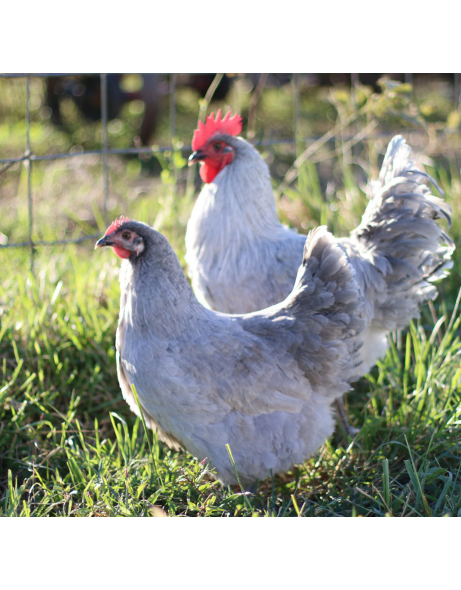 Lavender Orpington Rooster Inspire Farms