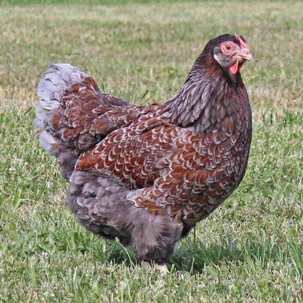 Blue Laced Red Wyandotte Inspire Farms