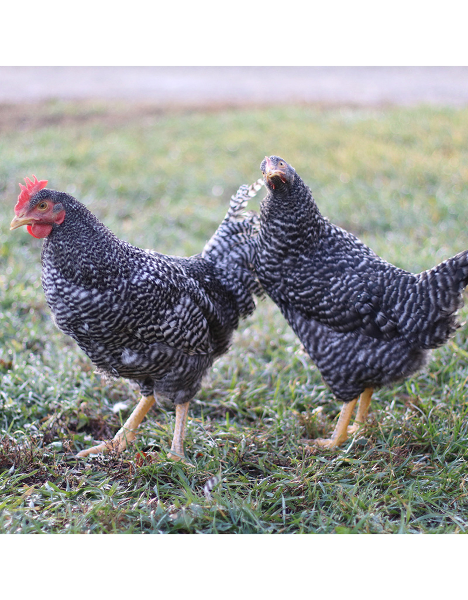 Male Vs. Female Barred Rock Chicks: The Ultimate Guide - mp05d2f