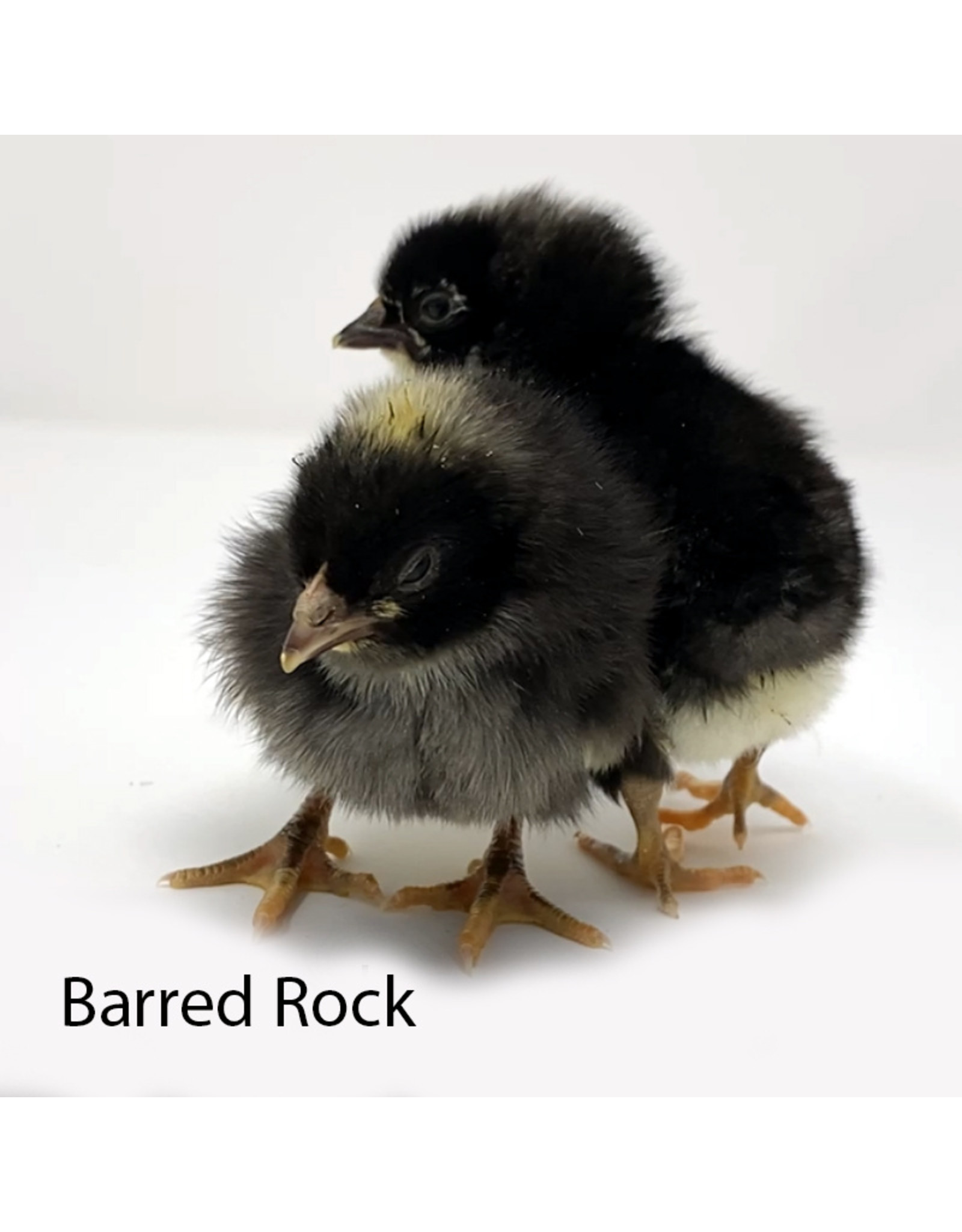 Male Vs. Female Barred Rock Chicks: The Ultimate Guide - hlueokm