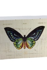 Vintage Butterfly Box Print