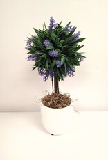 Lavender Tree in Pot