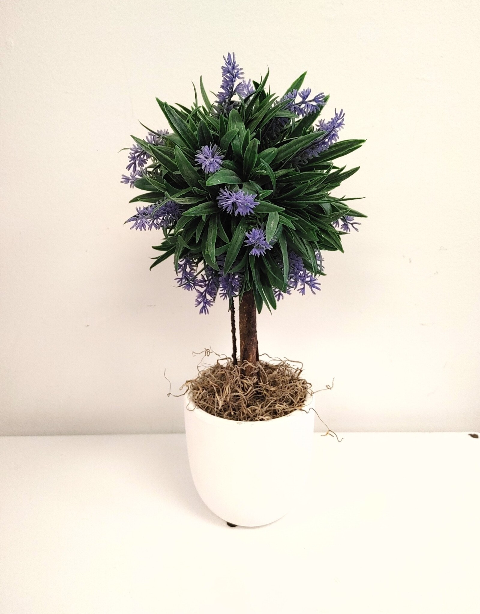 Lavender Tree in Pot