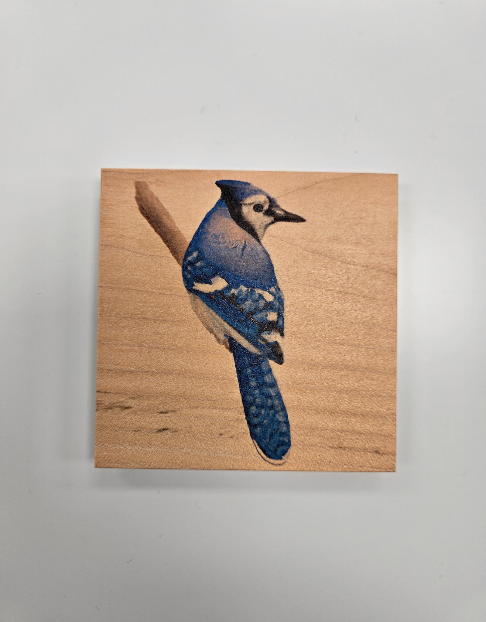 Solid Maple Wood Coaster #1093  - Blue Jay