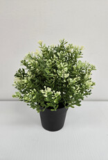 Ikea Potted Thyme