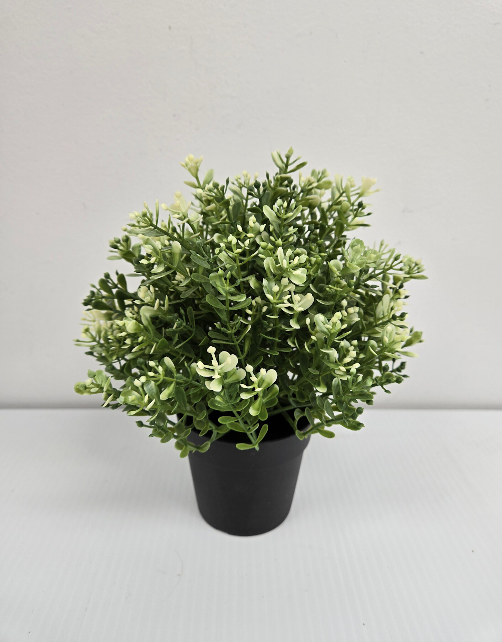 Ikea Potted Thyme