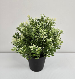 Ikea Potted Thyme