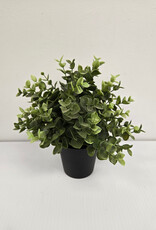 Ikea Potted Oregano
