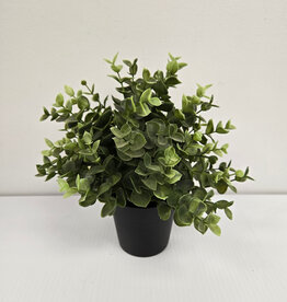 Ikea Potted Oregano