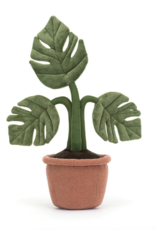Amuseable Monstera Plant