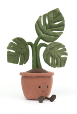 Amuseable Monstera Plant