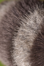 Trixiwoo Raccoon