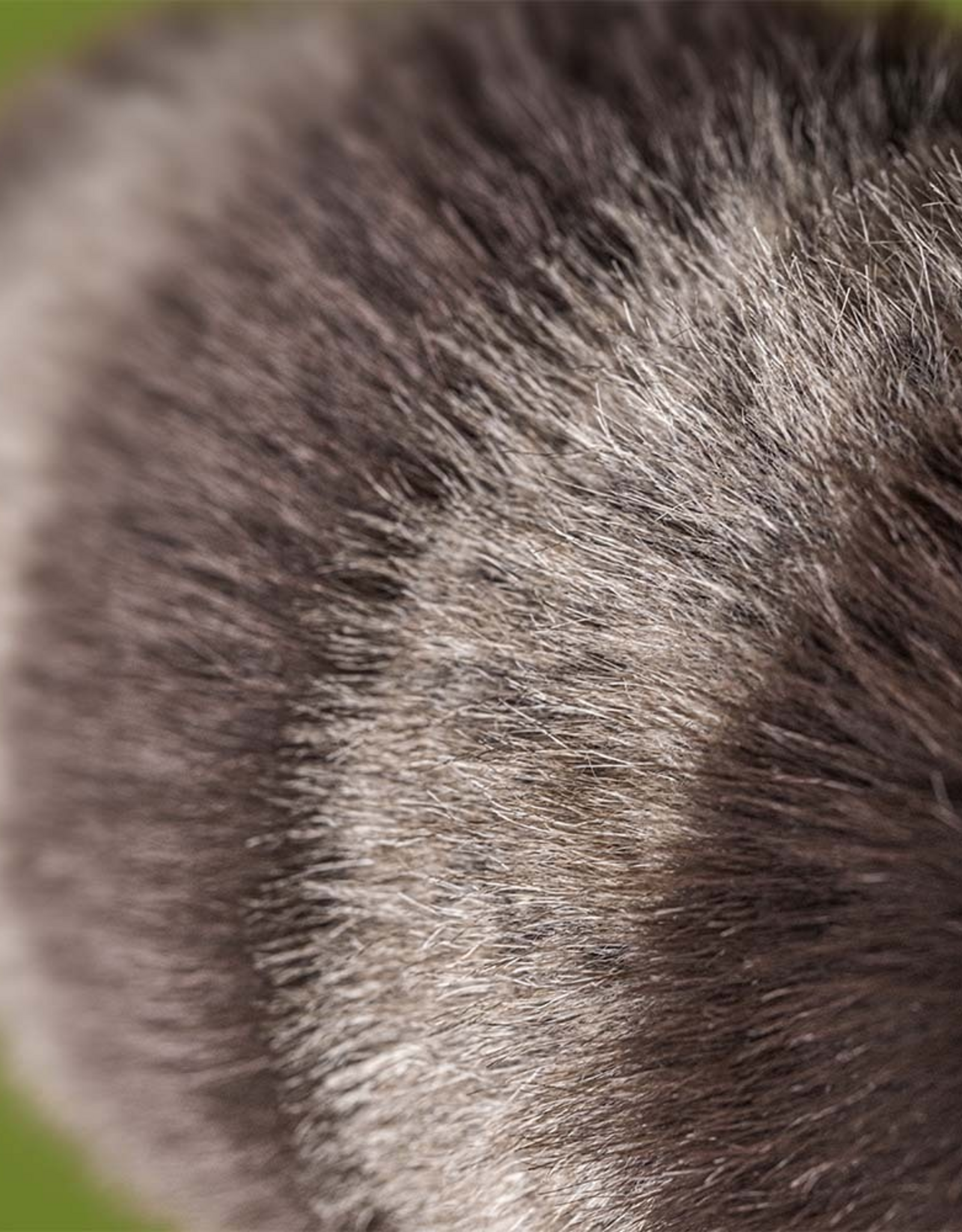 Trixiwoo Raccoon