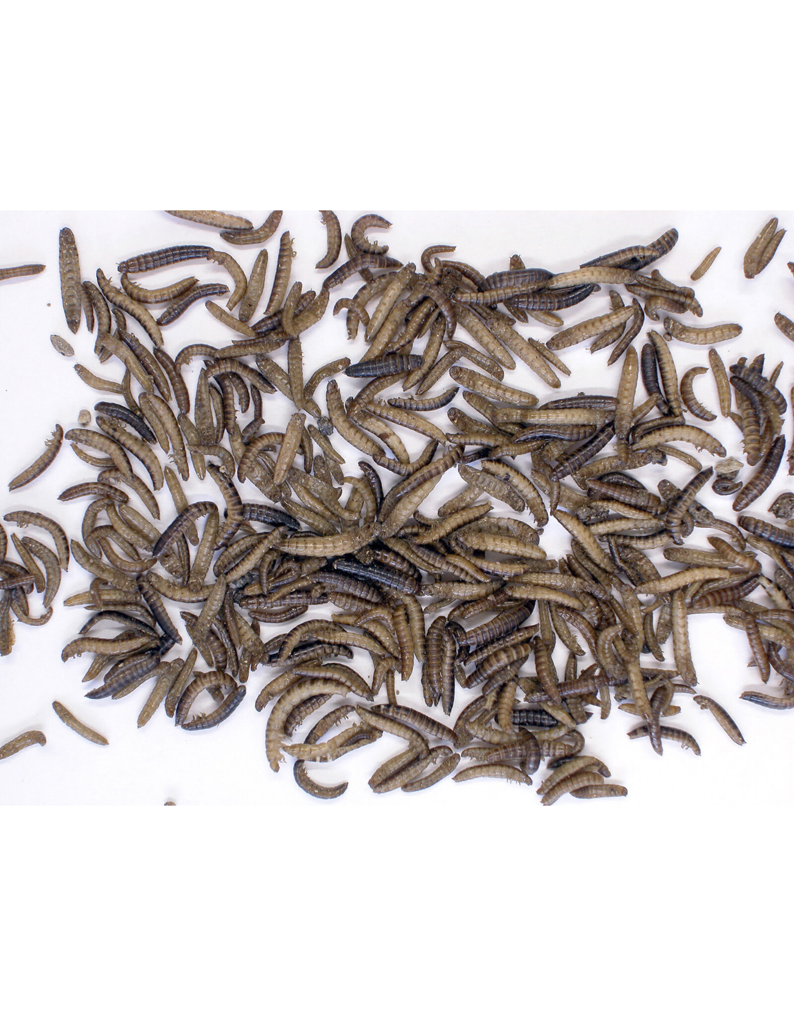 Zoo Med Zoo Med Can O' Mini Mealies 1.2oz