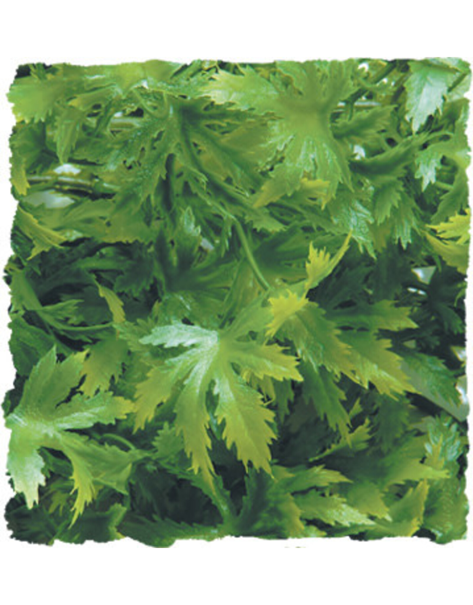 Zoo Med Zoo Med Cannabis Large