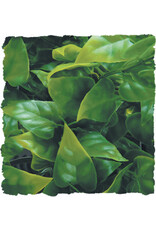 Zoo Med Zoo Med Mexican Phyllo Medium