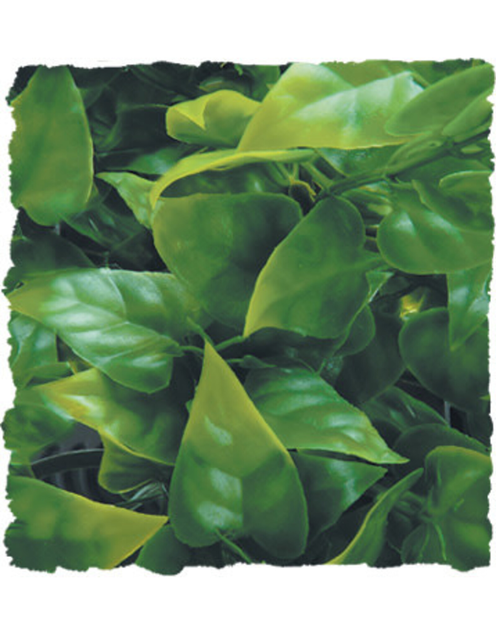 Zoo Med Zoo Med Mexican Phyllo Medium