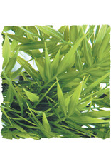Zoo Med Zoo Med Madagascar Bamboo Small