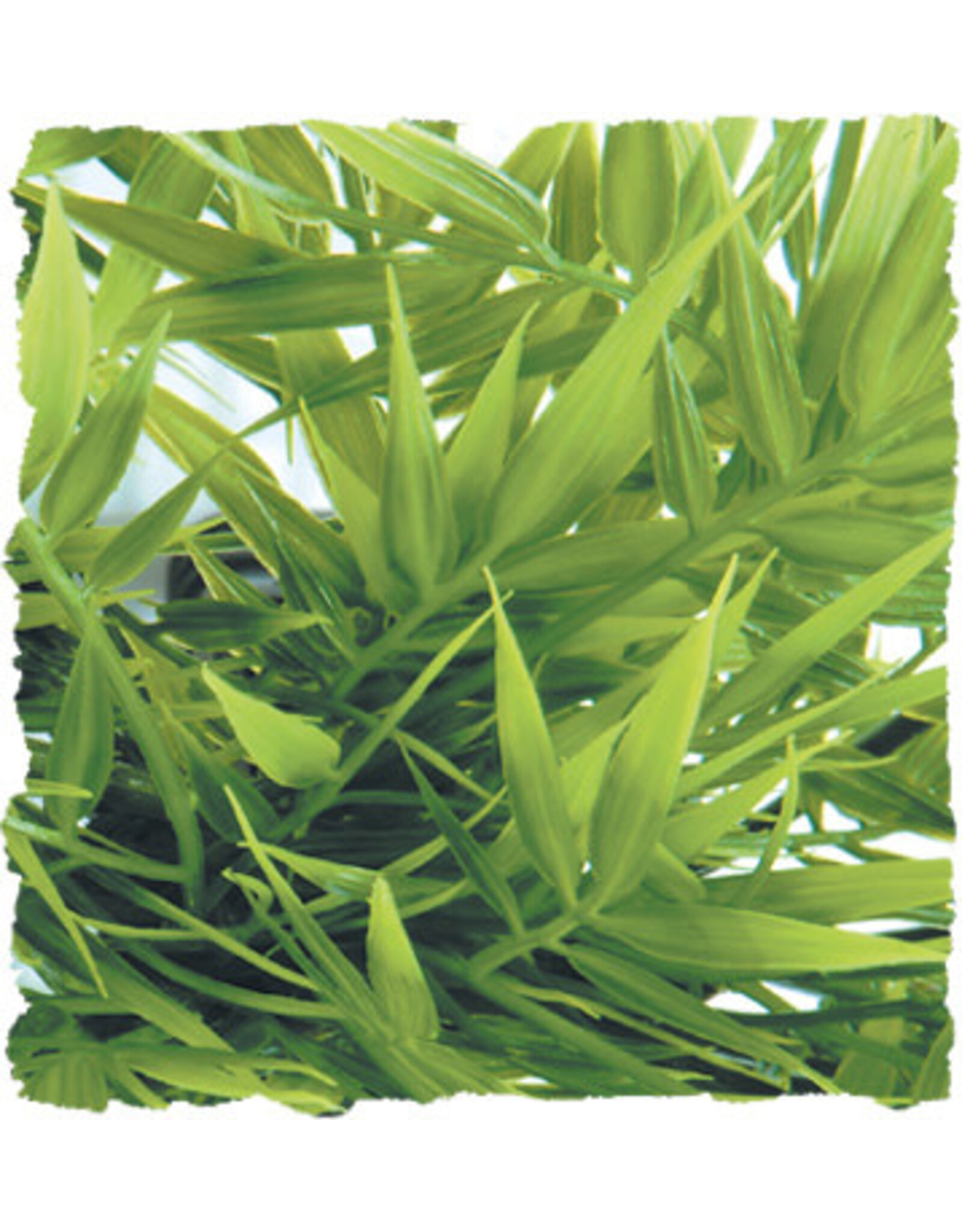 Zoo Med Zoo Med Madagascar Bamboo Small