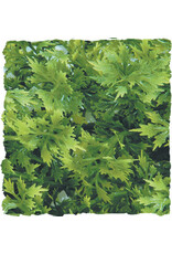 Zoo Med Zoo Med Australian Maple Medium