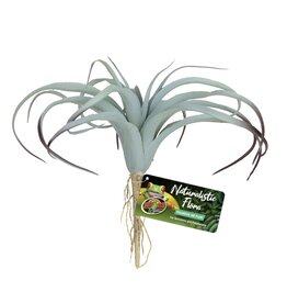 Zoo Med Tillandsia Air Plant ZM BU-64 ( UPC 0640 )